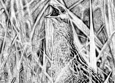 Corncrake