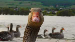 Goose