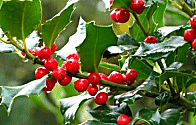 Christmas Holly Decoration