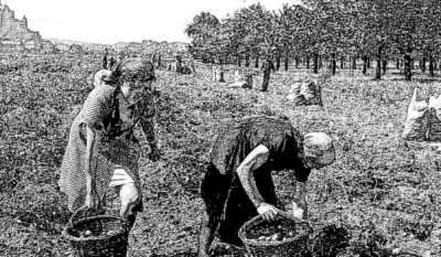 ireland potato picking