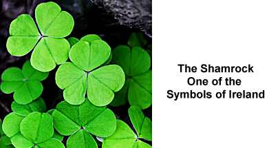 Shamrocks - one of the symbols of Ireland
