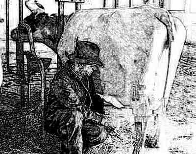 Vet with Cow
