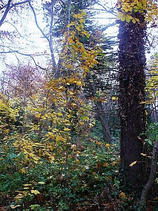 Autumn foliage trees - Public Domain Photograph