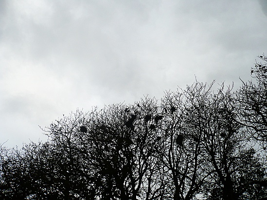 Birds in Trees - Public Domain Photograph