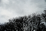 Birds-in-Trees