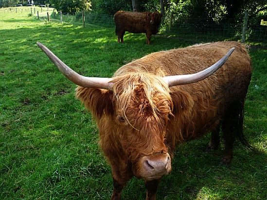 Bull with large horns - Public Domain Photograph
