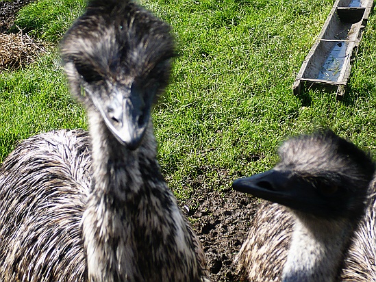 Emus with feeding trough - Public Domain Photograph