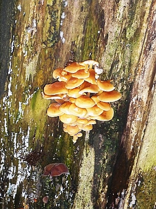 Fungus growing on tree - Public Domain Photograph