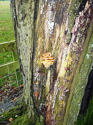 Fungus on tree - Public Domain Photograph