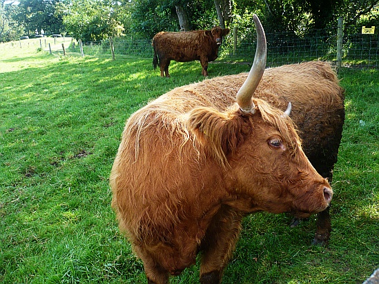 Large bull with horns - Public Domain Photograph