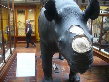 Museum Rhino Missing Horn - Public Domain Photograph