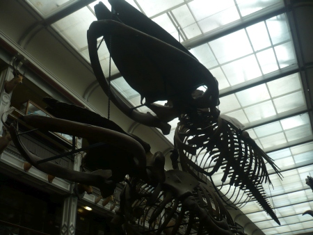 Museum skeleton - Public Domain Photograph