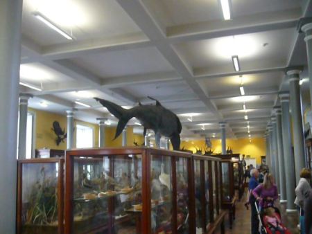 Natural History Museum Dublin - Public Domain Photograph