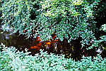 Orange-Glow-in-River