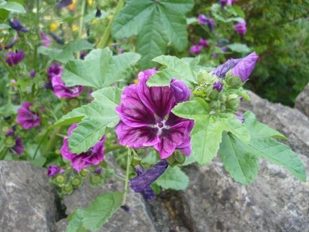 Purple Flower in Rockery - Public Domain Photograph