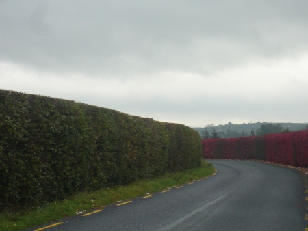 Red Hedge - Public Domain Photograph