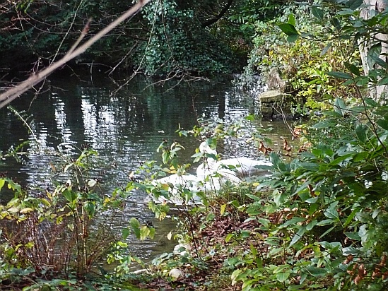 Swans on a lake - Public Domain Photograph