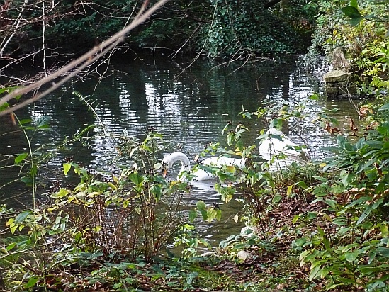 Swans swimming on a lake - Public Domain Photograph
