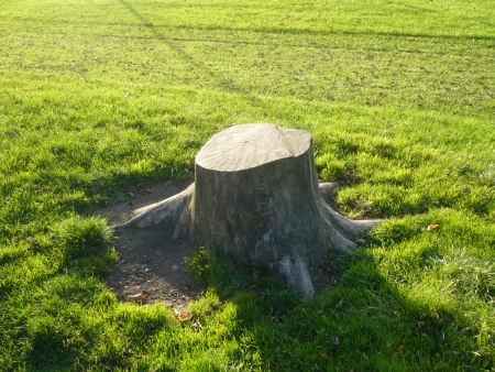 Tree Stump - Public Domain Photograph