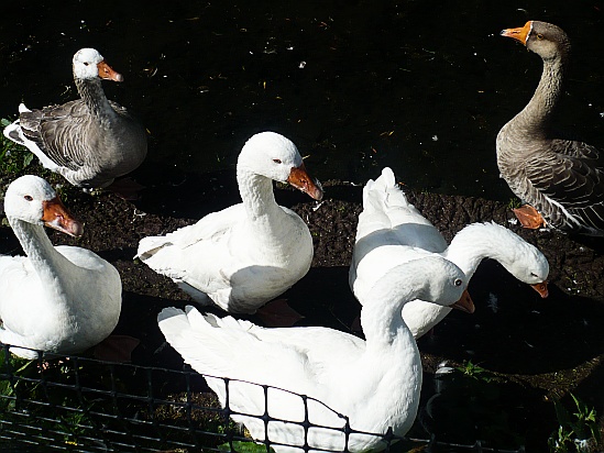 White Swans - Public Domain Photograph
