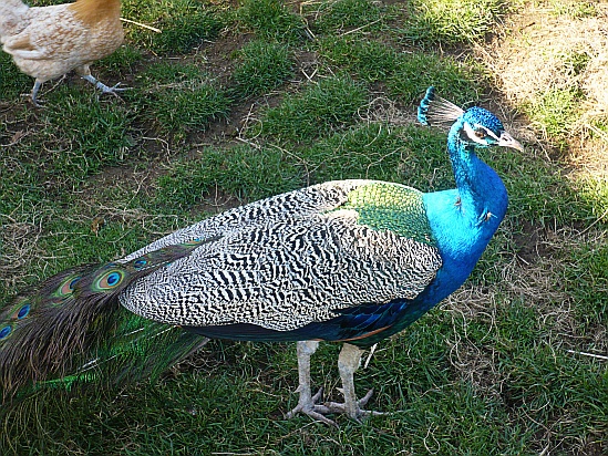 Blue peacock - Public Domain Photograph
