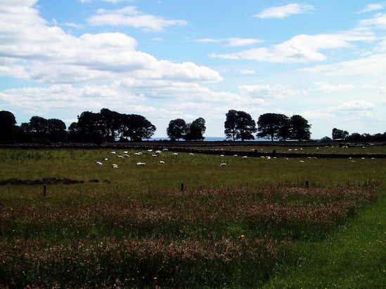 Country field - Public Domain Photograph
