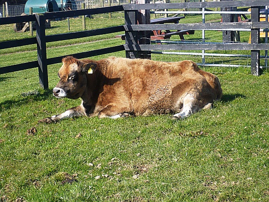 Cow resting - Public Domain Photograph