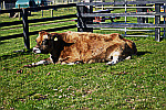 cow-resting
