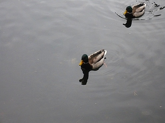 Ducks in a pond - Public Domain Photograph
