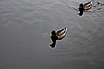 ducks-in-a-pond