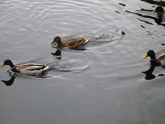 Ducks swimming - Public Domain Photograph