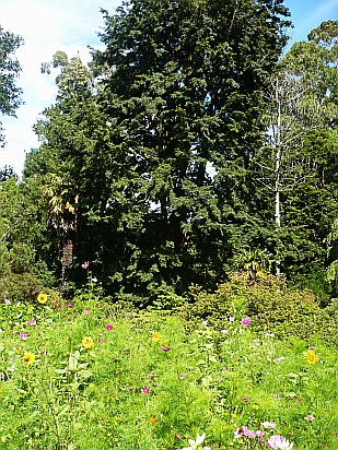 Meadow wild flowers - Public Domain Photograph