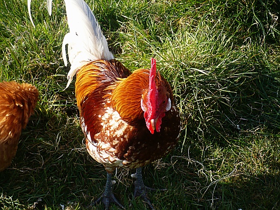 Red rooster - Public Domain Photograph