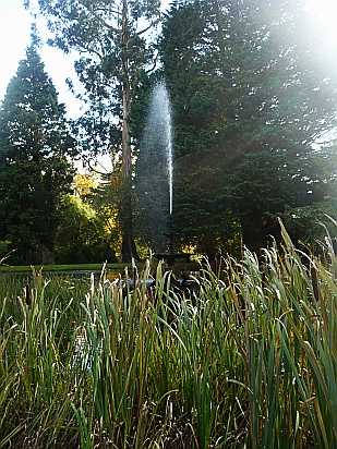 Reeds on pond - Public Domain Photograph
