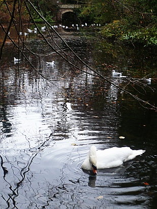 Swan feeding - Public Domain Photograph