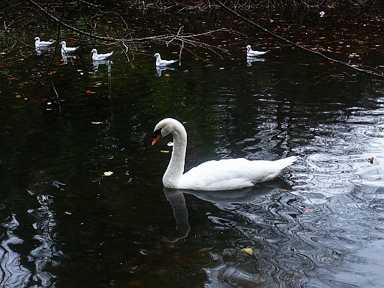 Swan swimming - Public Domain Photograph