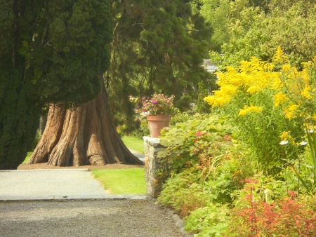 Big Tree - Public Domain Photograph