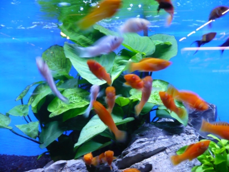 Bleu and Orange Goldfish - Public Domain Photograph