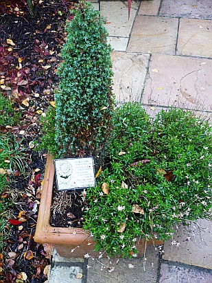 Conifer in teracotta planter - Public Domain Photograph