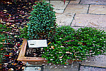 Conifer-in-teracotta-planter