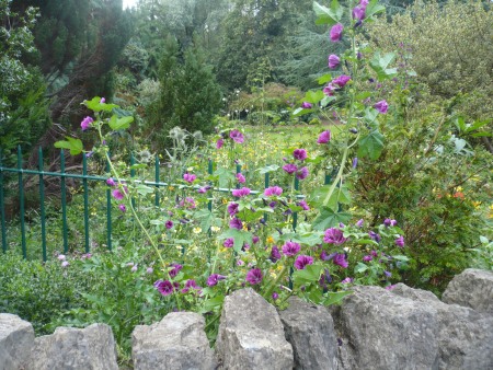 Cottage garden scene - Public Domain Photograph