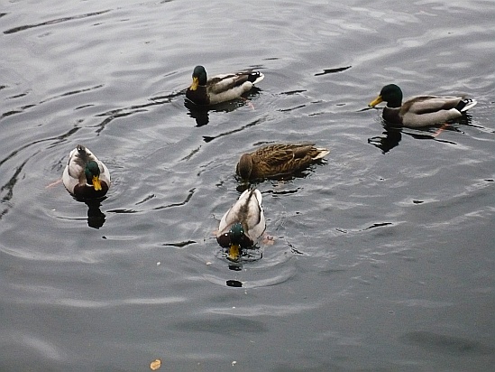 Duck feeding - Public Domain Photograph