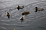 Duck-feeding