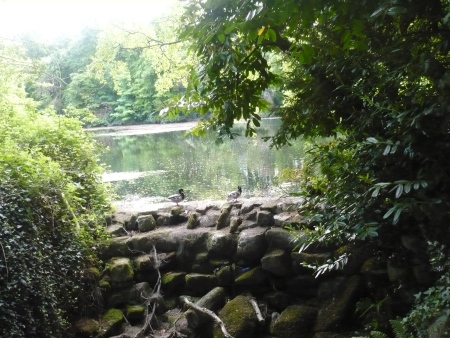 Ducks on wall dam - Public Domain Photograph