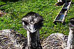 Emu-head
