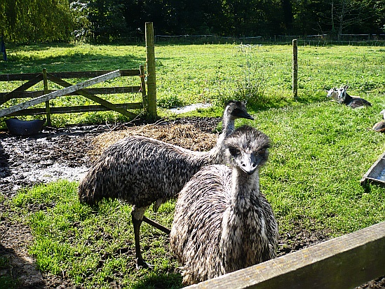 Emus walking - Public Domain Photograph