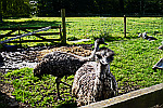 Emus-walking