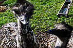 Emus-with-feeding-trough
