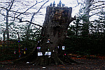Fairy-tree-Rathfarnham
