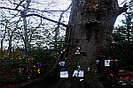Fairy-tree-donations